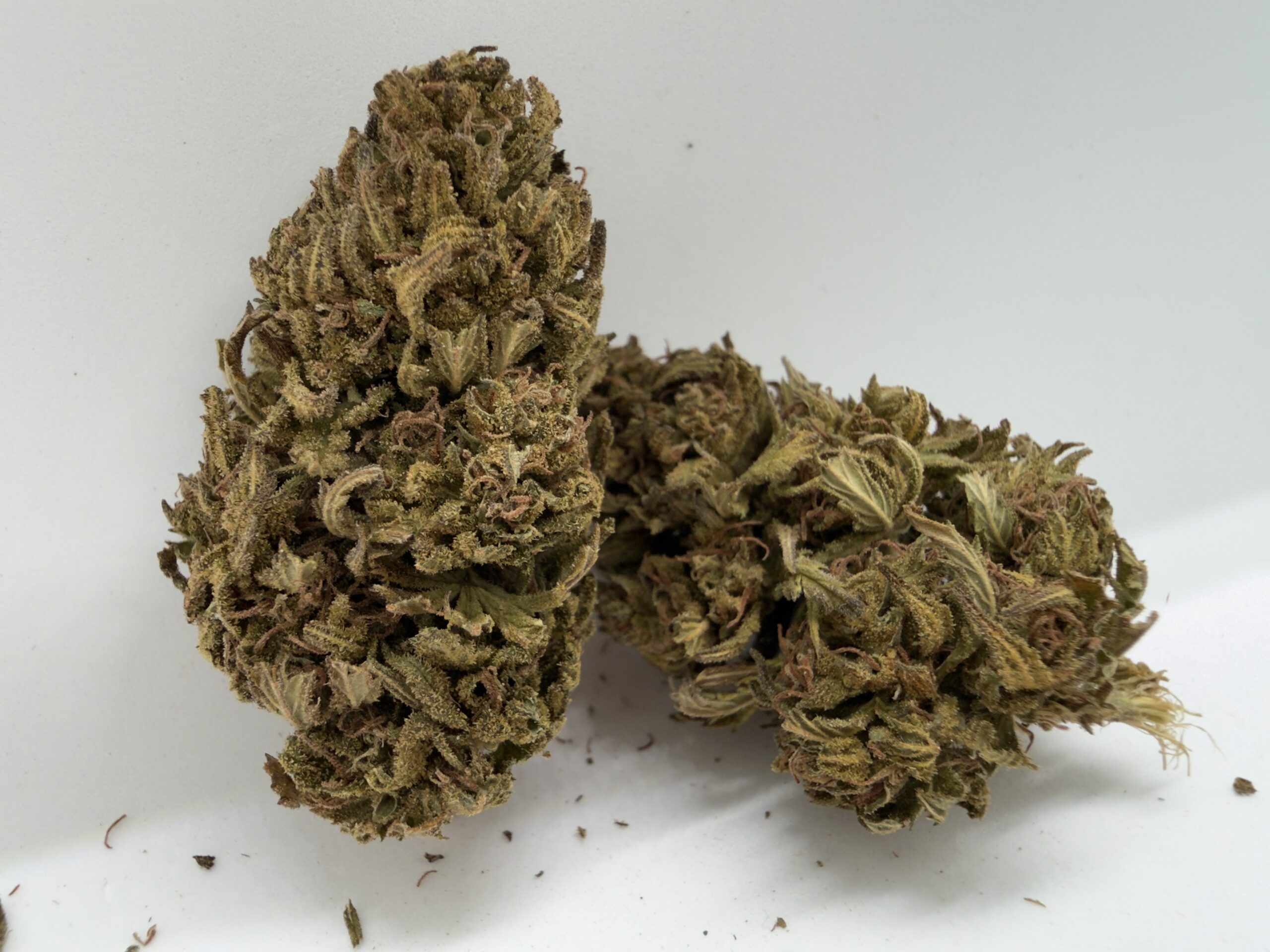 π Mandarin Sunset - Indica Hybrid | 26% THC | Double Deals: $120 for 2OZ - Image 2